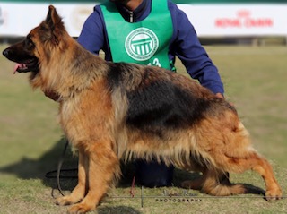 Akira vom Lords Star