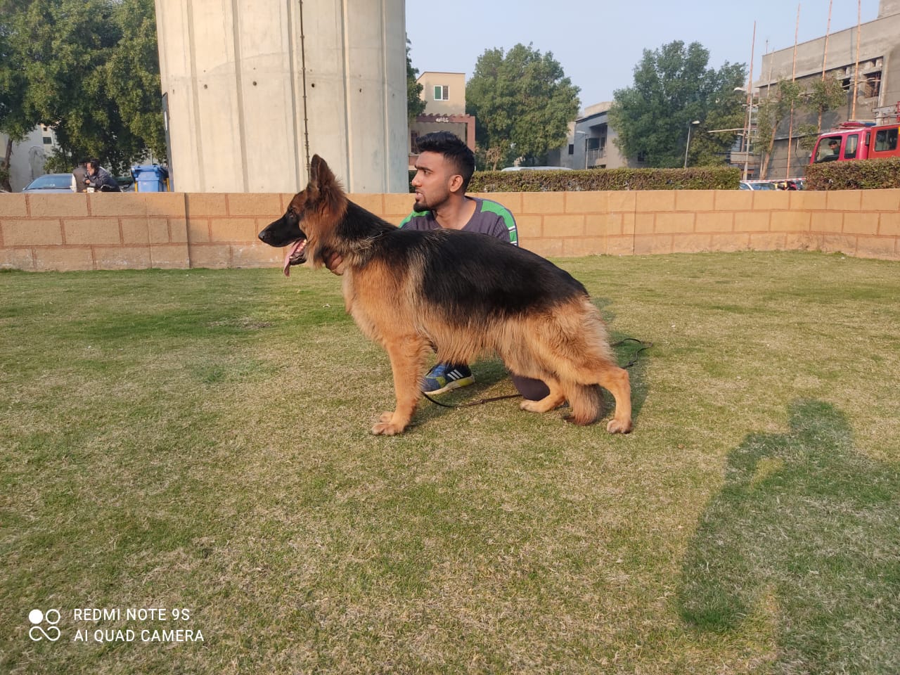 Milo vom Blacky Wall