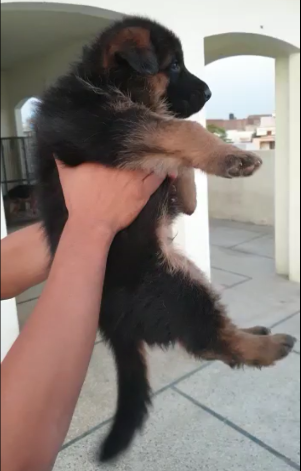 Arko di casa Gioco Finito