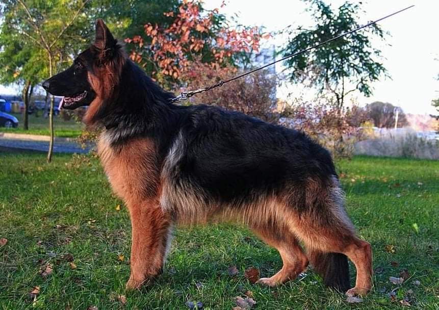 Grand Prix iz Novoy Eri