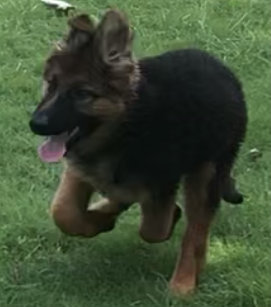  Bella vom K9TROT