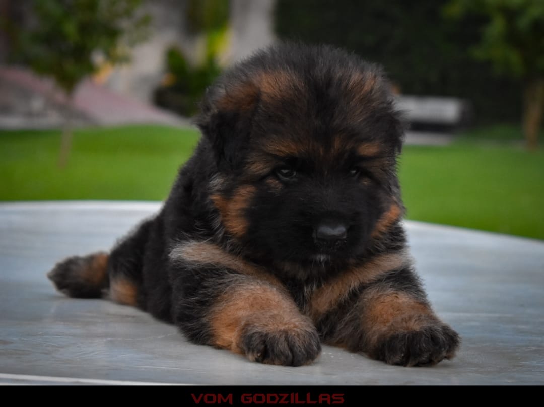  Annabelle vom Godzilla's Kennel