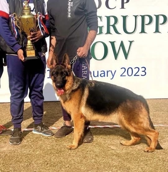 Conny vom Godwinn Austen