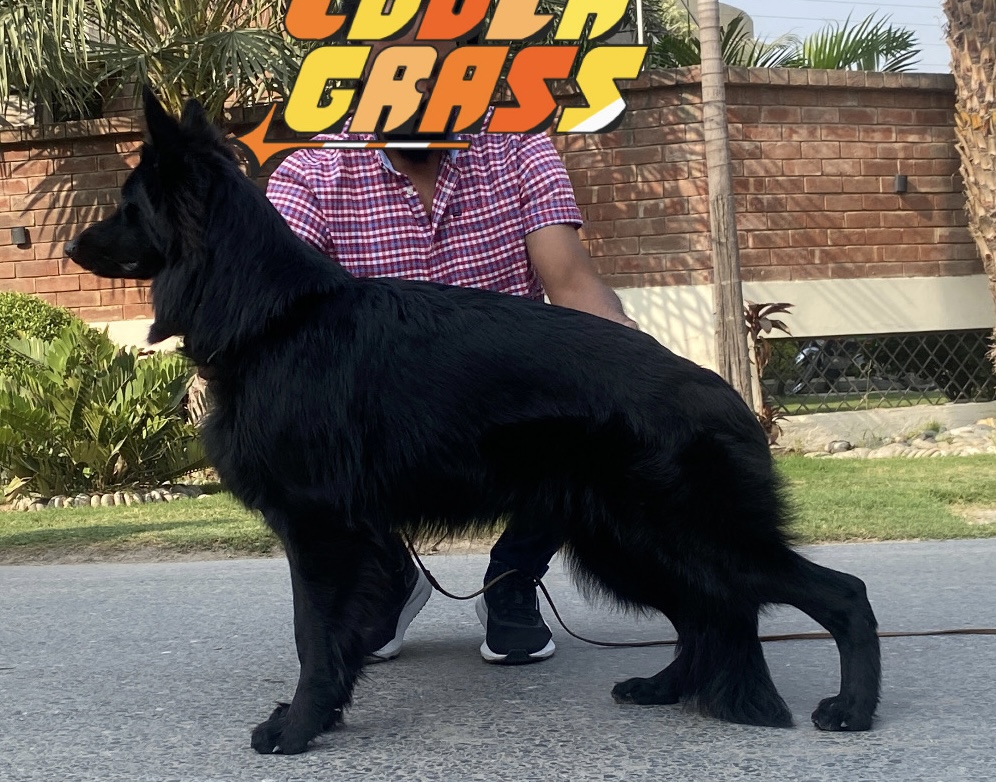 Murphy KP - 88604 ZZ