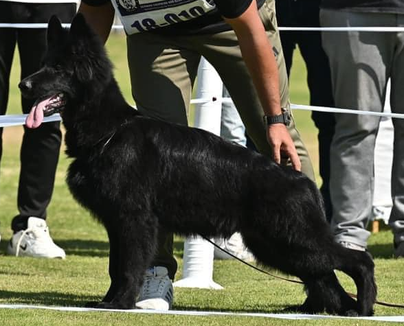 Ian Team Perfect Kennel
