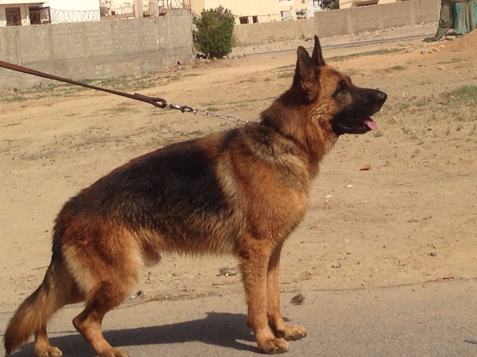 Hawk vom The Team Valancia