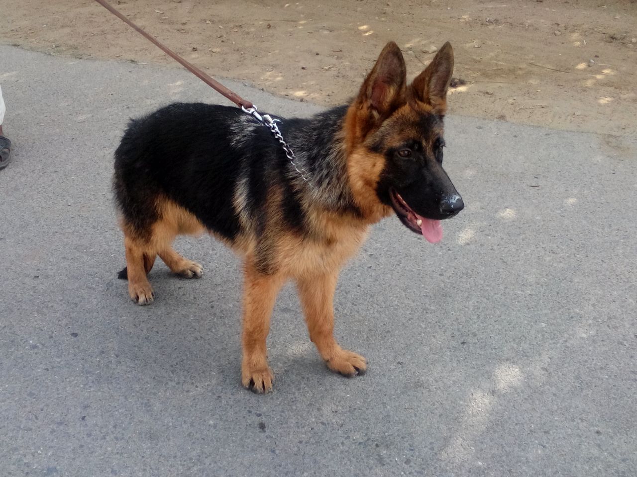 Bubbly vom Pak GSD