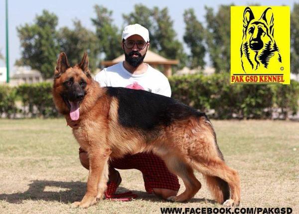 Arko vom Löwenhund