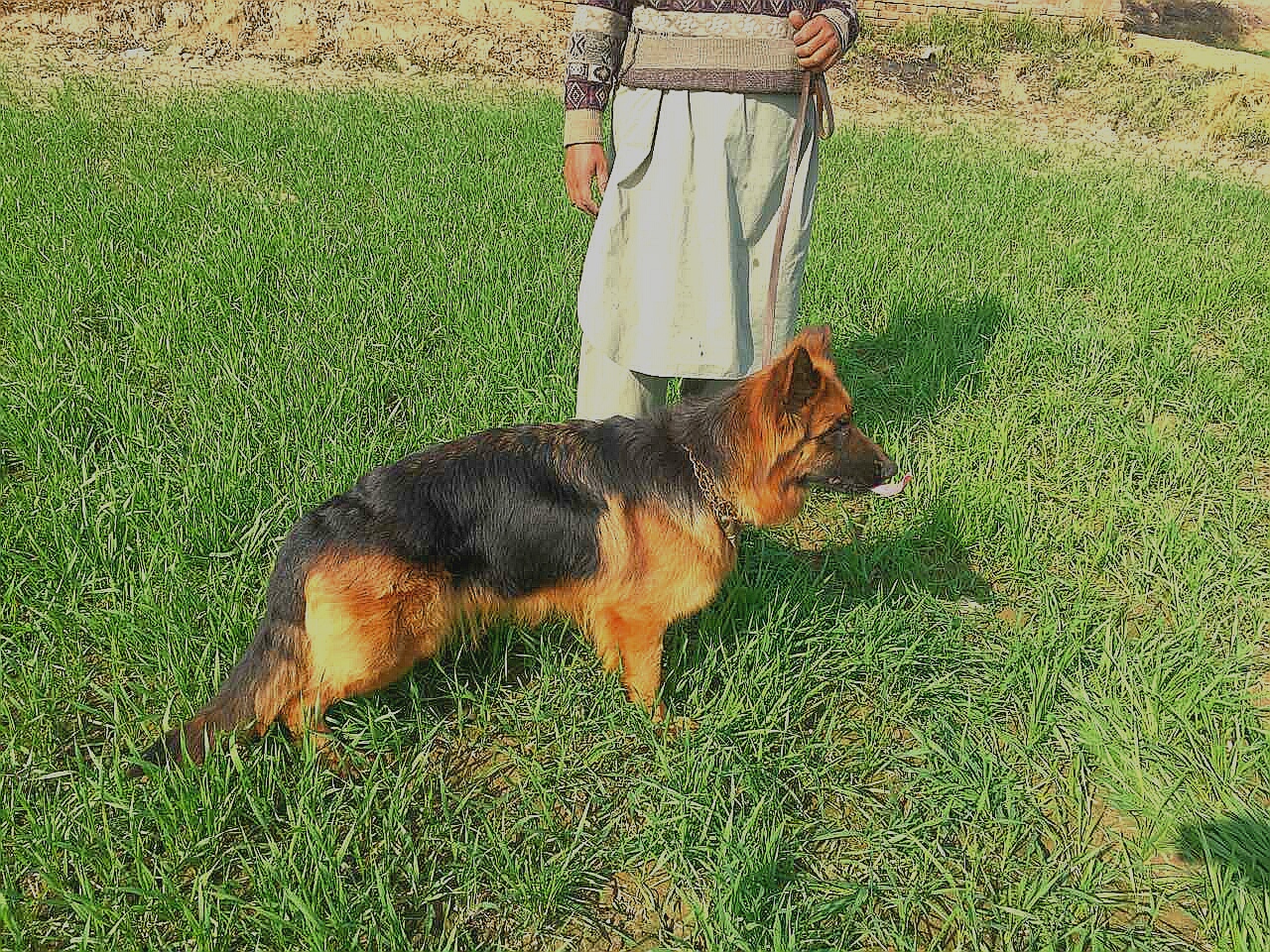 Zalla Schreidon