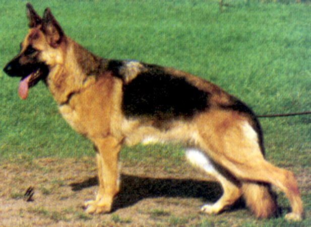Ratta von Arminius