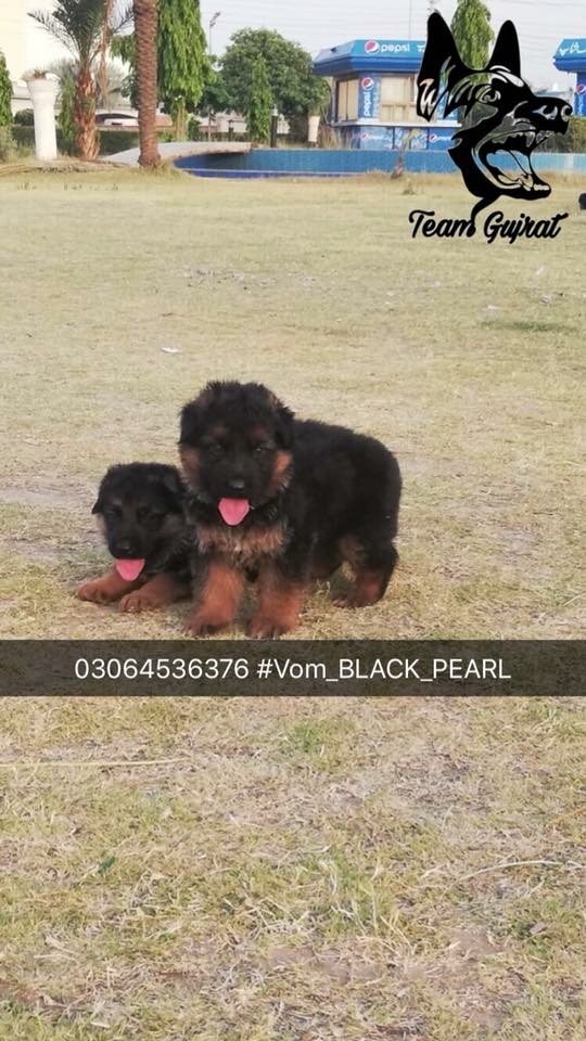 Paer vom Black Pearl