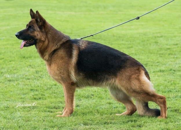 Olexius Olga