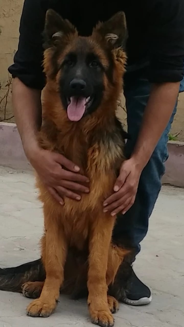 Oram vom Bretta Kennel