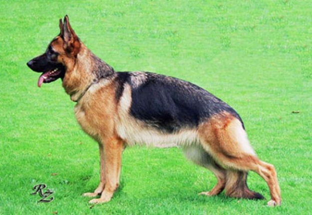 Lyra von Batu