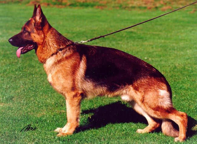 Paka Torino