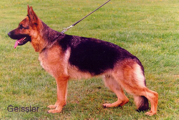 Zimba vom Hirschel
