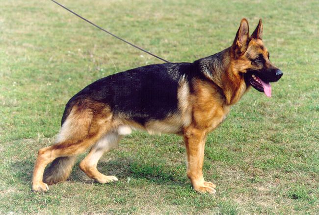 Athos vom Hasenborn
