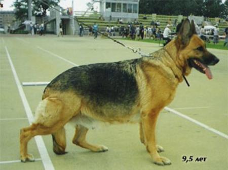 Bebi Szaszfalusi