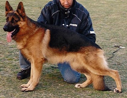 Petz von Arlett