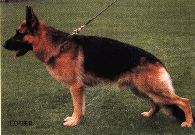 Hoss vom Hasenborn
