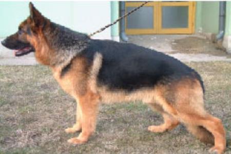 Bodo in Regnum Marianum
