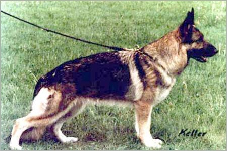 Ursa von Arlett
