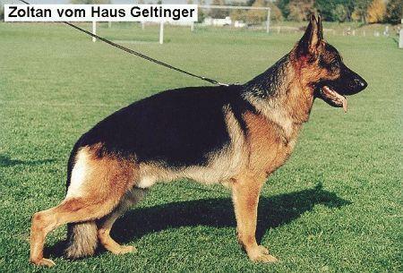 Zoltan vom Haus Geltinger