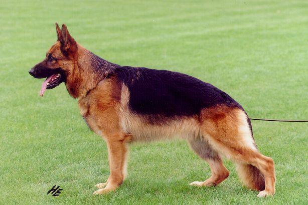 Racker von der Königsgarde