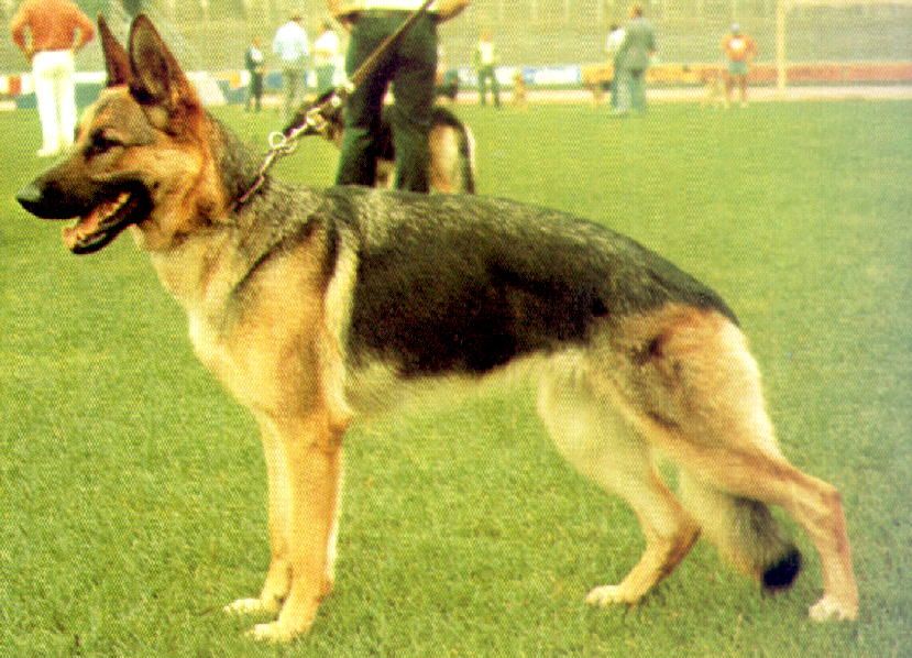Joga von Adeloga