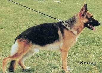 Zito von der Noriswand