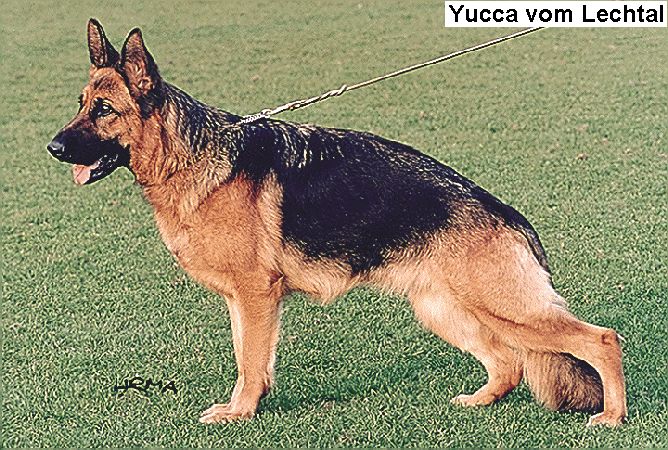 Yucca vom Lechtal