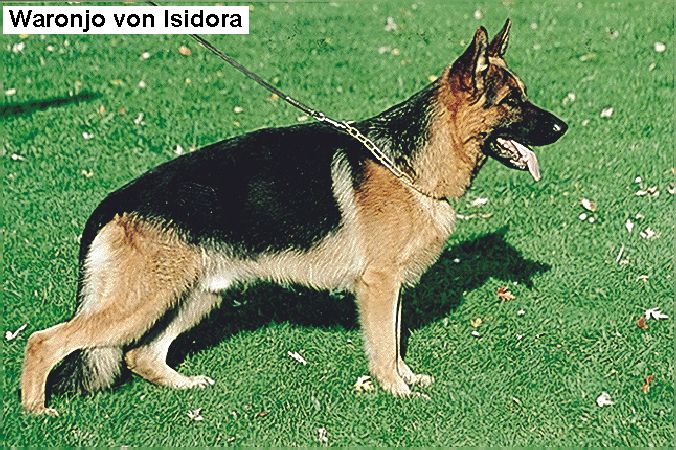 Waronjo von Isidora