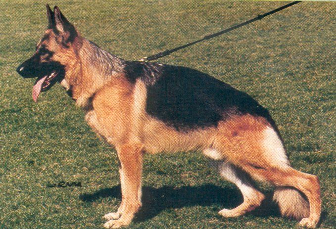 Jago vom Dänischen Hof
