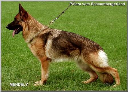 Polara vom Schaumbergerland