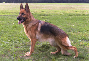 Puppe vom Finkensteiner Forst
