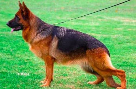 public/dog_images/11086/1612333851.E546395F-B039-44B5-81C9-C7A1F2BC114F.jpeg