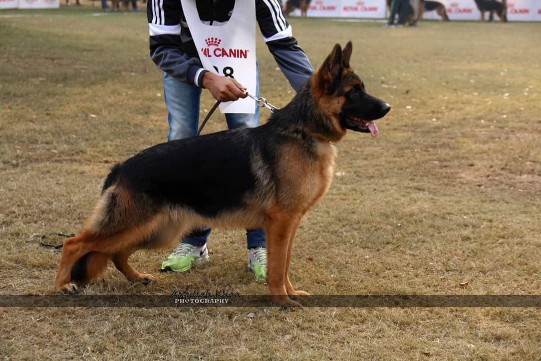 public/dog_images/11112/FB_IMG_1546954797150.jpg