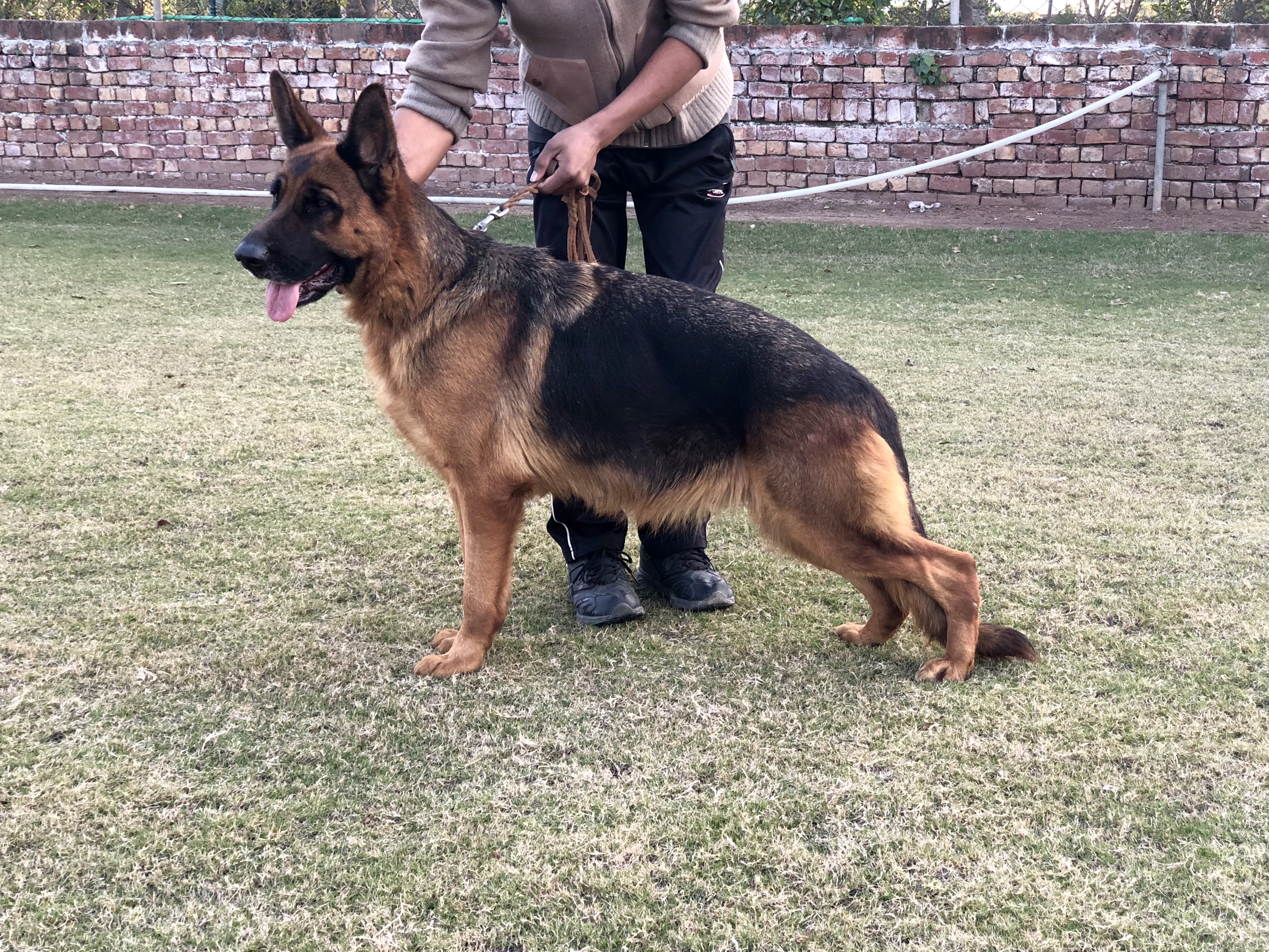 public/dog_images/11178/1608828111.E0F06CA5-35C9-4BE0-85DD-CF44C9992A7D.jpeg