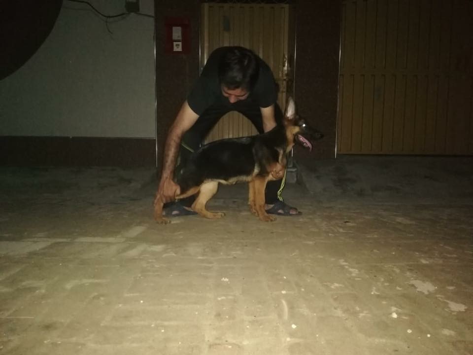 public/dog_images/11182/2A6CC977-0199-4D11-90E7-1F0F6DCAA2B4.jpeg