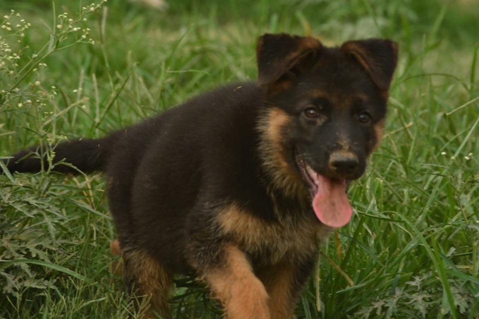 public/dog_images/11183/D5DEC819-B9E3-4B52-BA33-DF9A82D8615D.jpeg