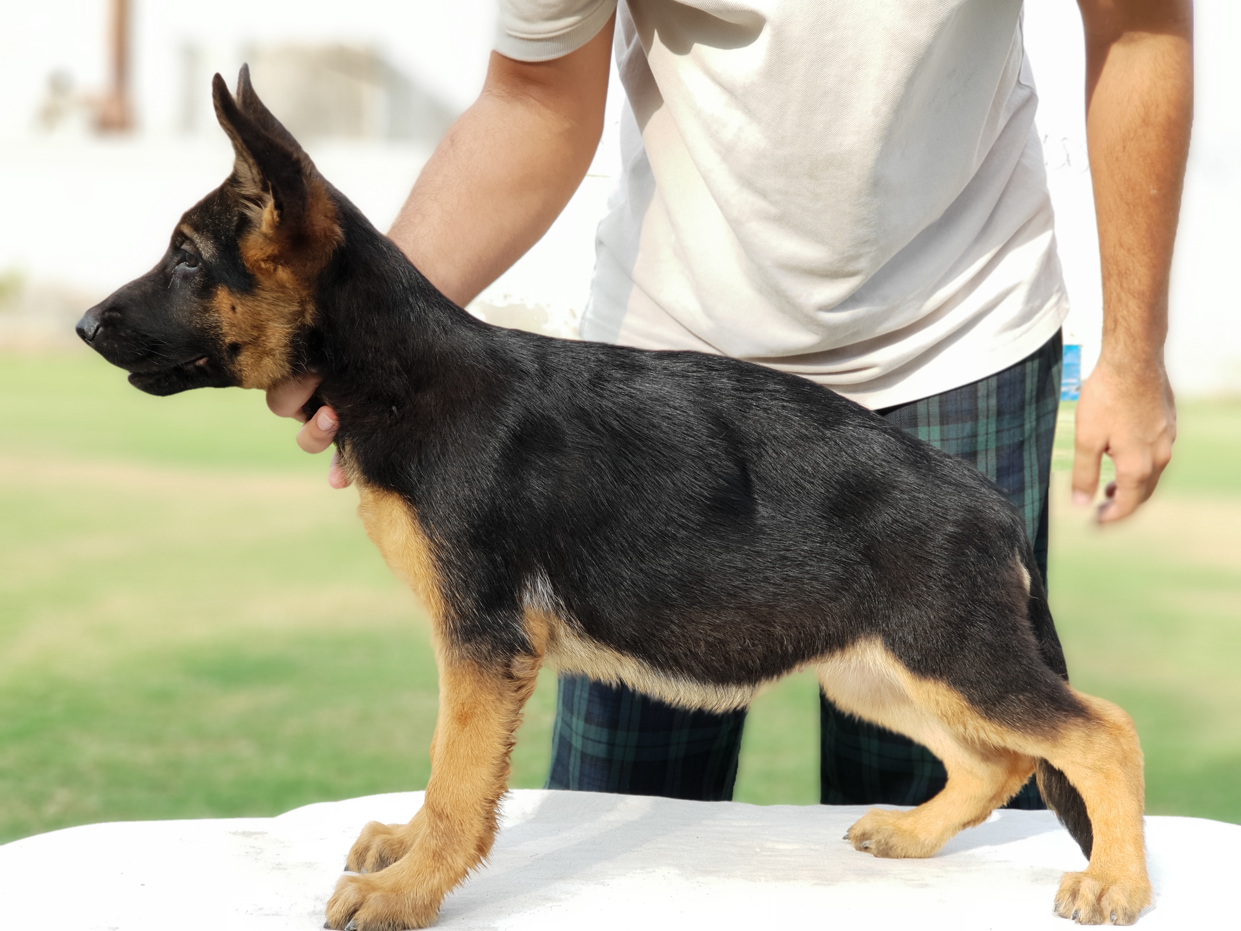 public/dog_images/11271/20180928_154551.jpg