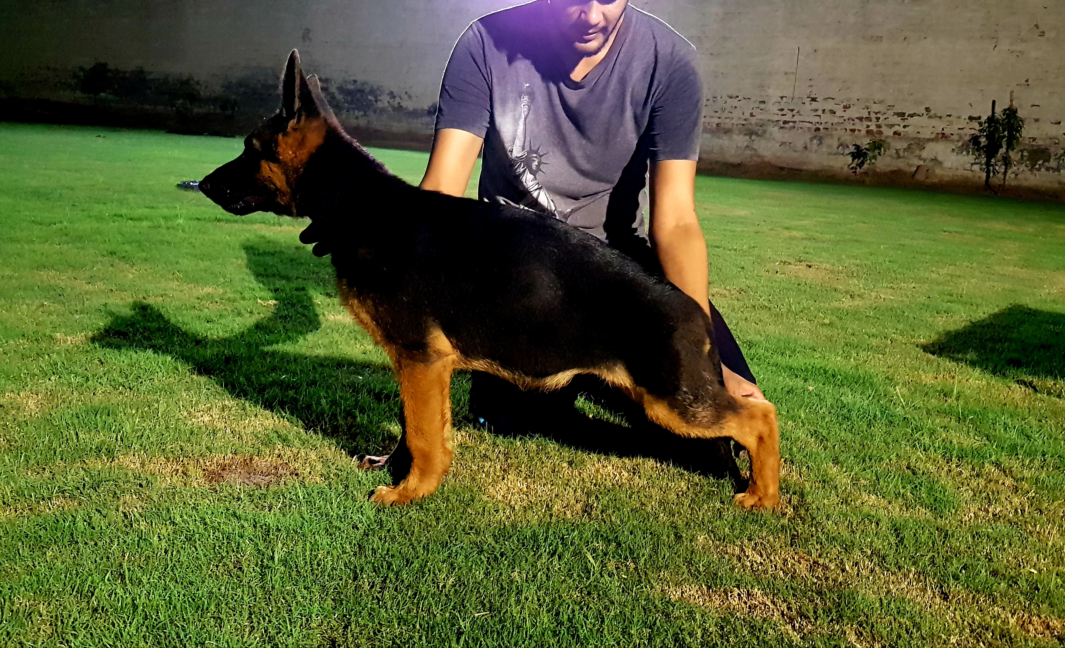 public/dog_images/11281/20190111_194403.jpg