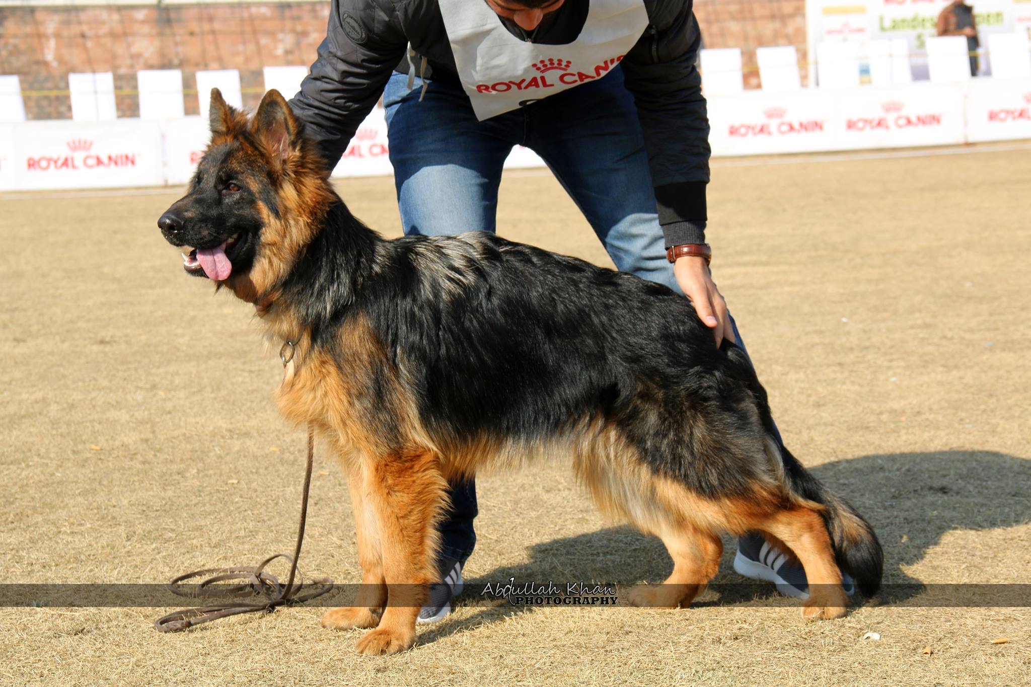 public/dog_images/11283/81552BD3-06A4-47BD-A845-D27308D12F28.jpeg