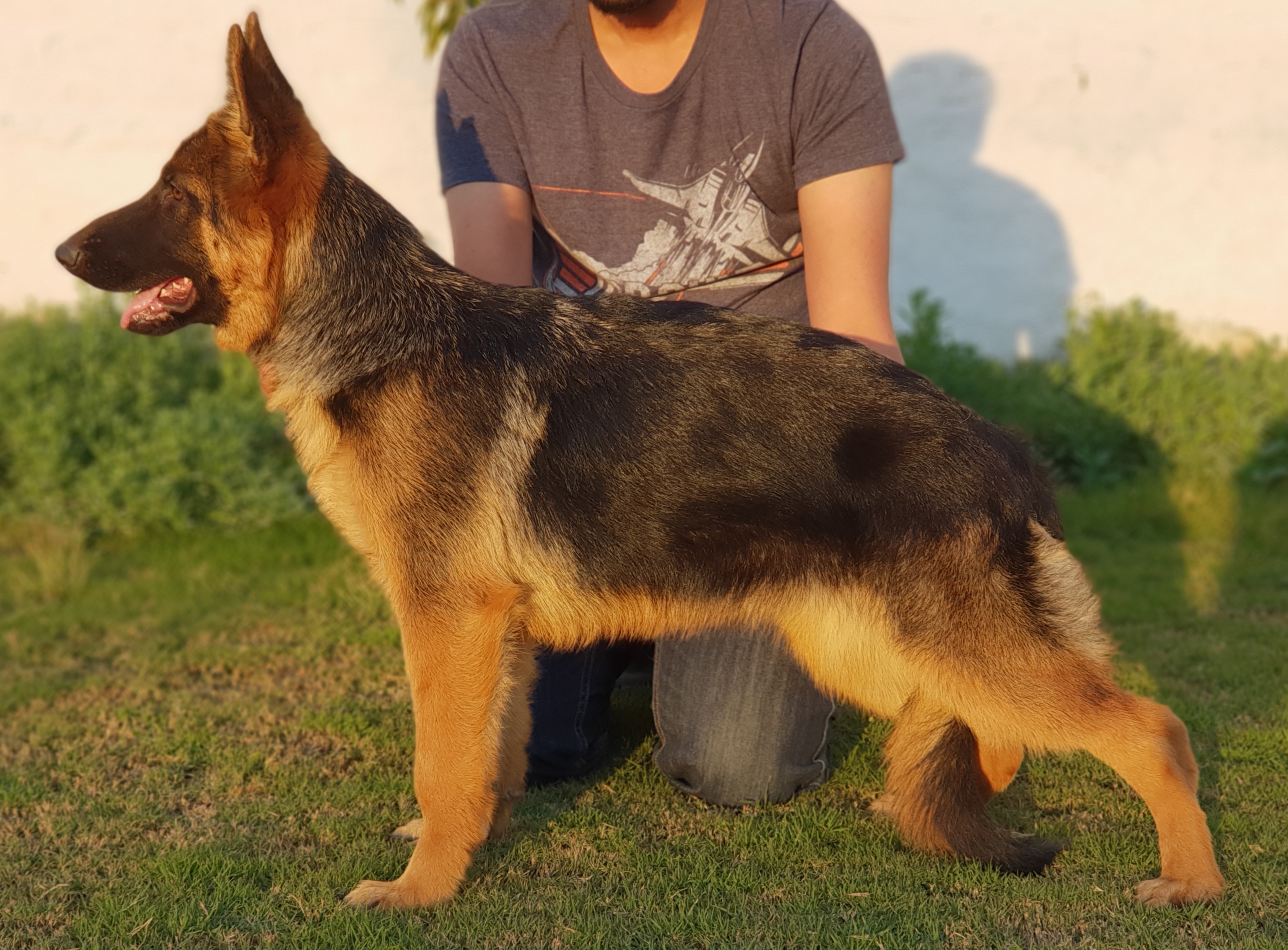 public/dog_images/11287/20181218_170410.jpg