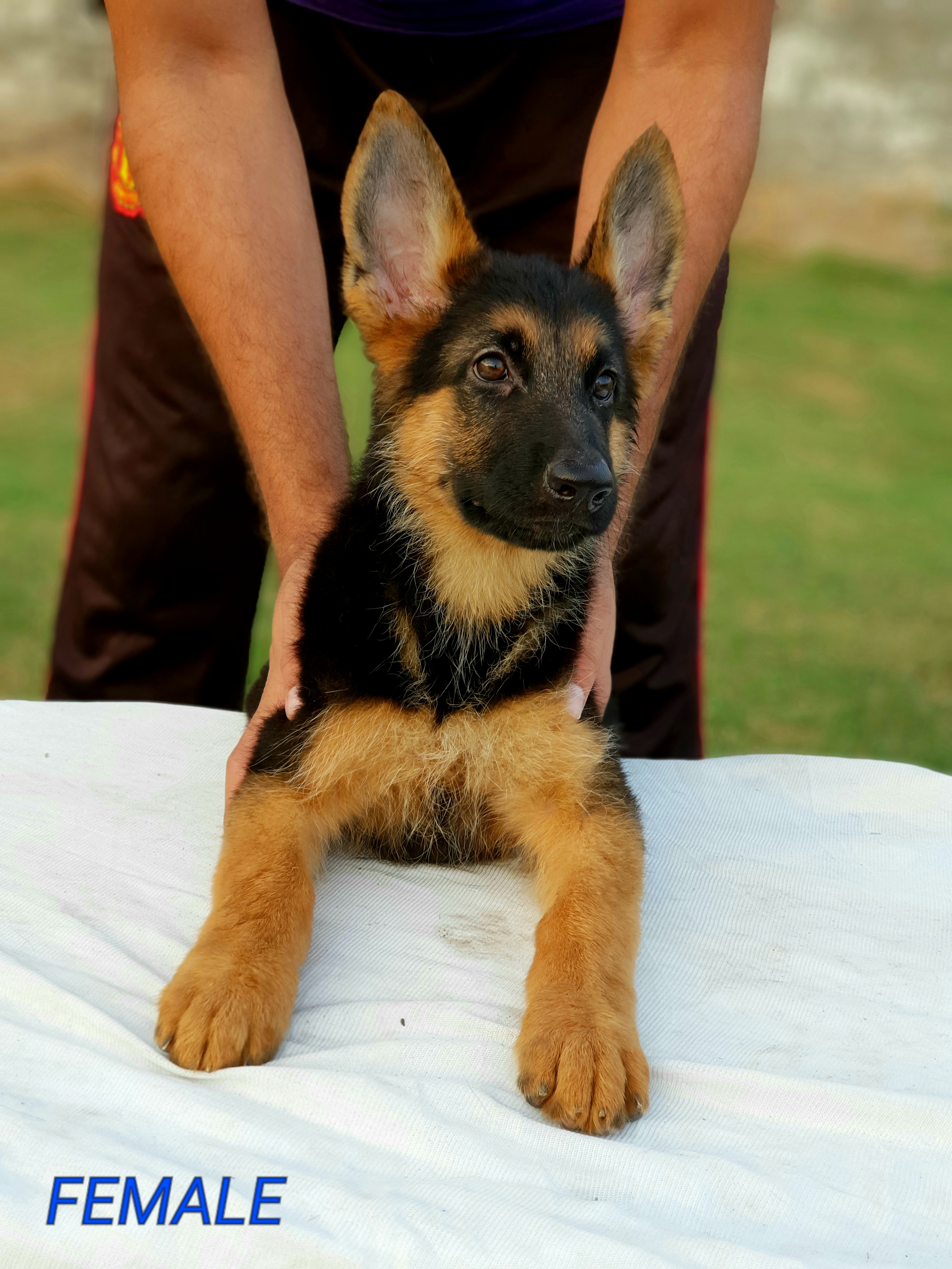 public/dog_images/11288/20180927_112904.jpg