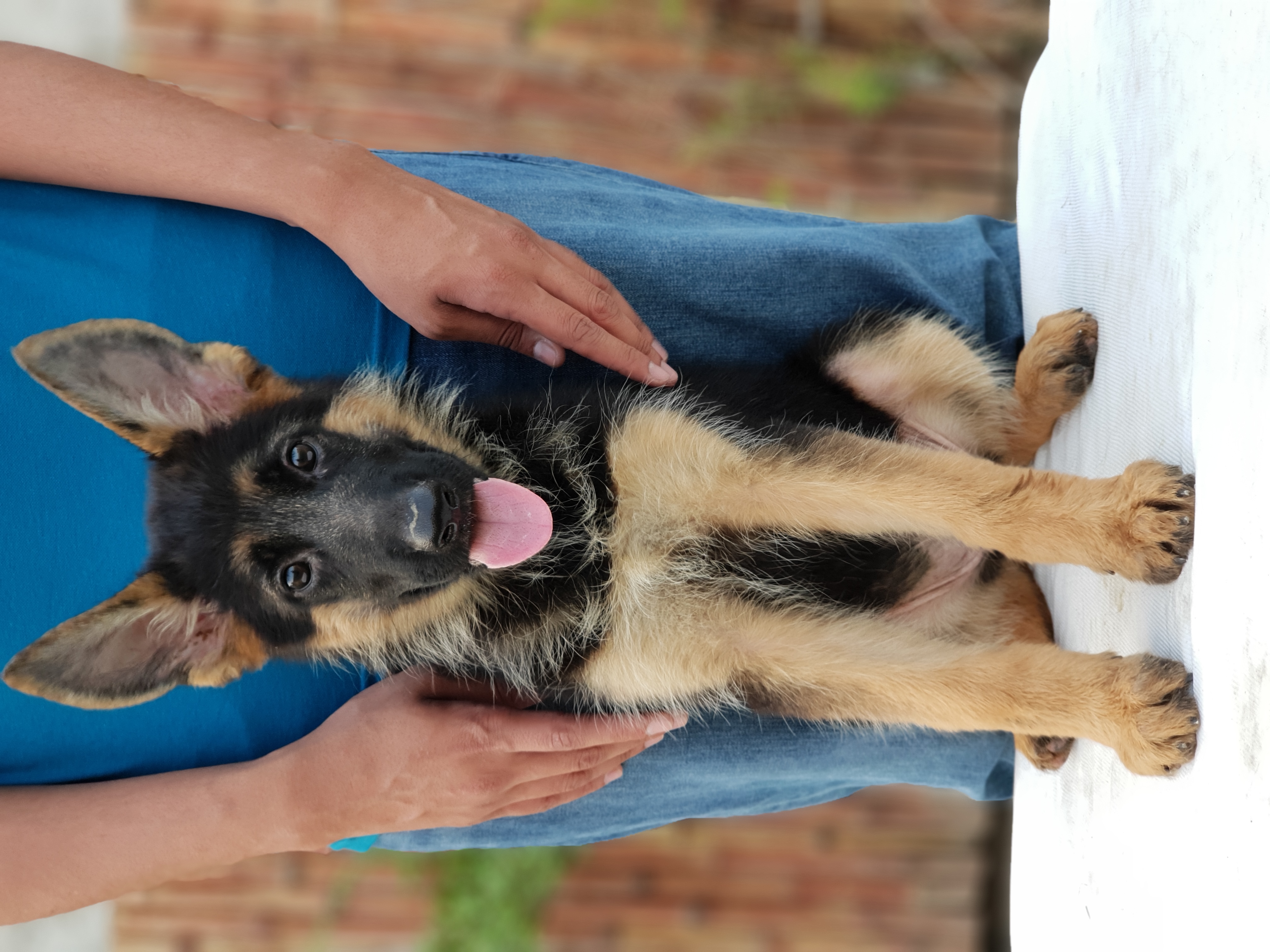 public/dog_images/11289/20180925_172612.jpg
