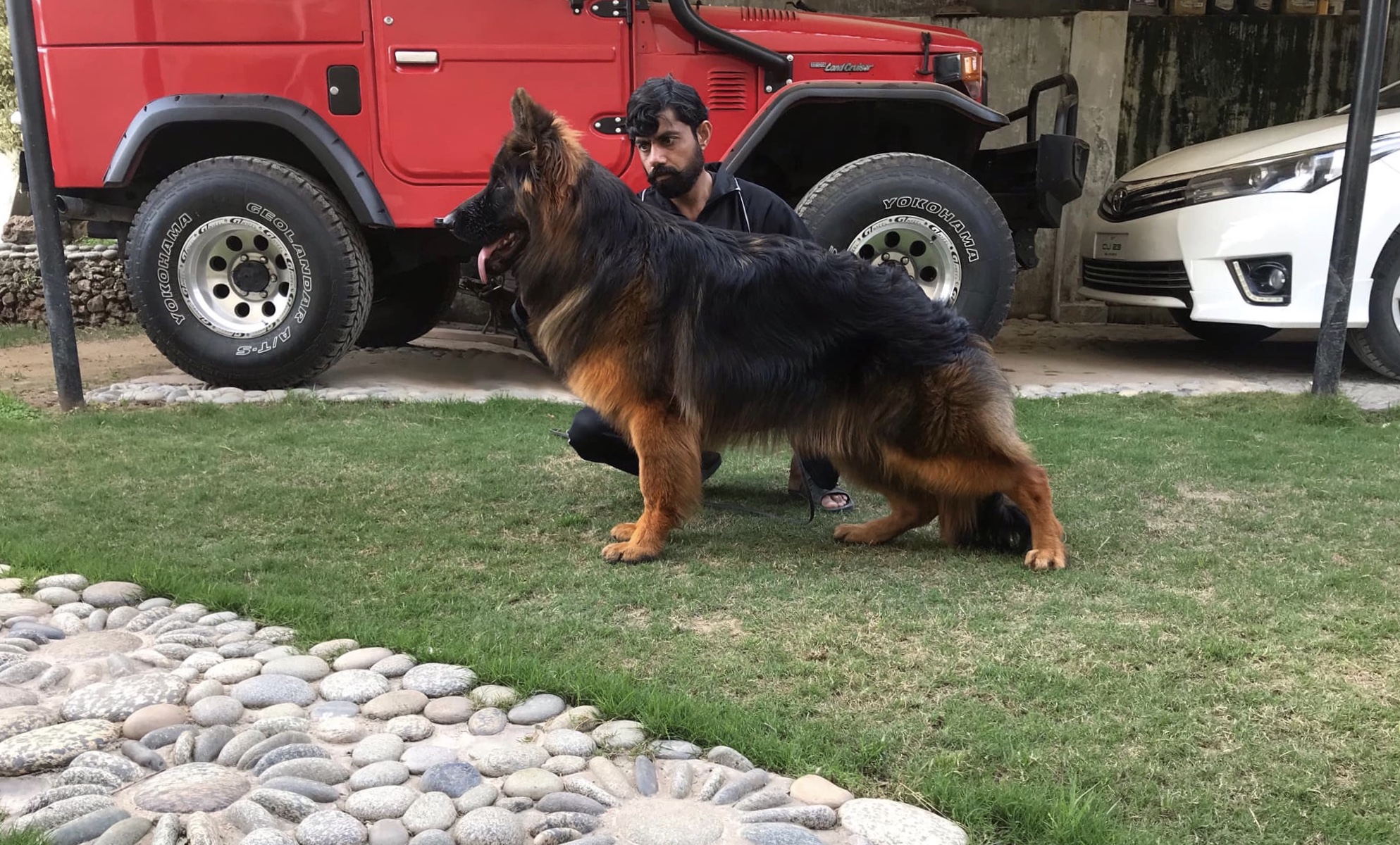 public/dog_images/11296/C90F6410-CD82-415D-A619-500FBE98BDA8.jpeg