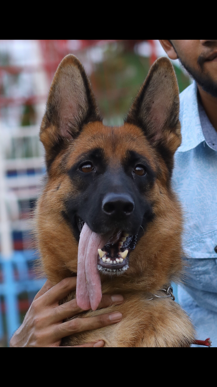 public/dog_images/11347/29F828F9-3F1F-4EF6-83E2-A2F1AF3E88F6.png