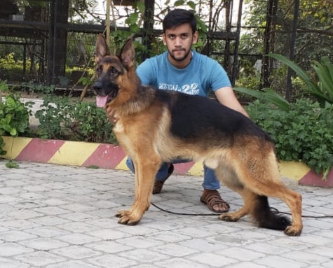 public/dog_images/11407/105A1296-AEBD-46C7-869C-5B0BF8FB2EEF.jpeg