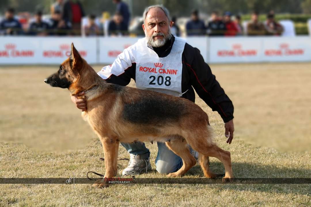 public/dog_images/11539/6A0D1B2E-8FDA-4BEF-BED7-2A79C8BDF5AB.jpeg